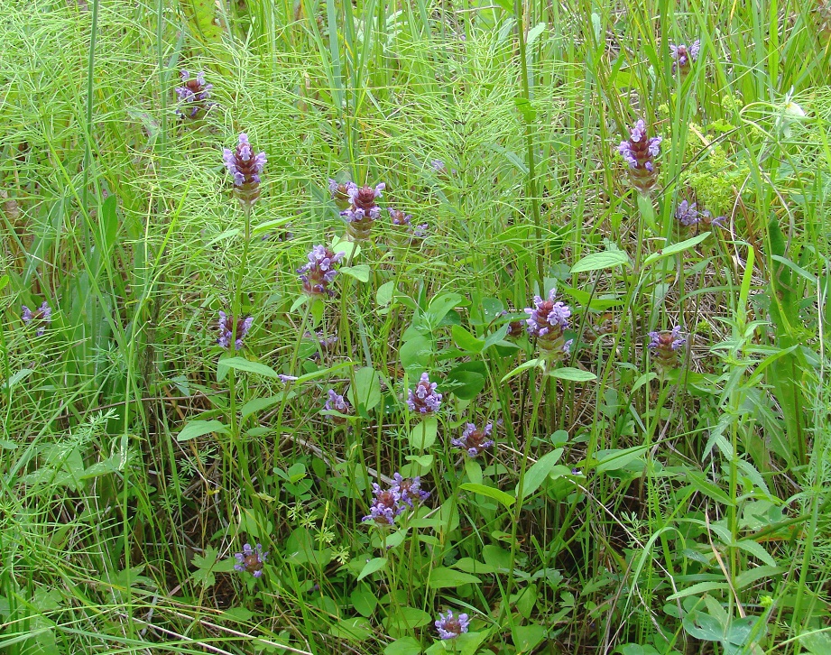 Image of Prunella vulgaris specimen.