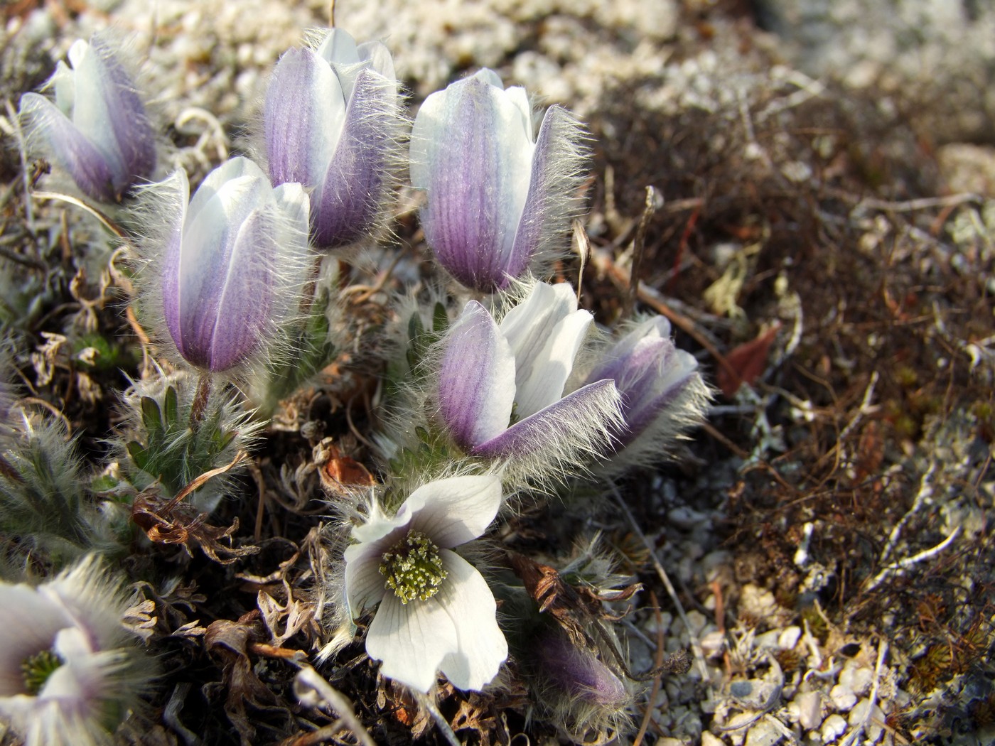 Изображение особи Pulsatilla magadanensis.