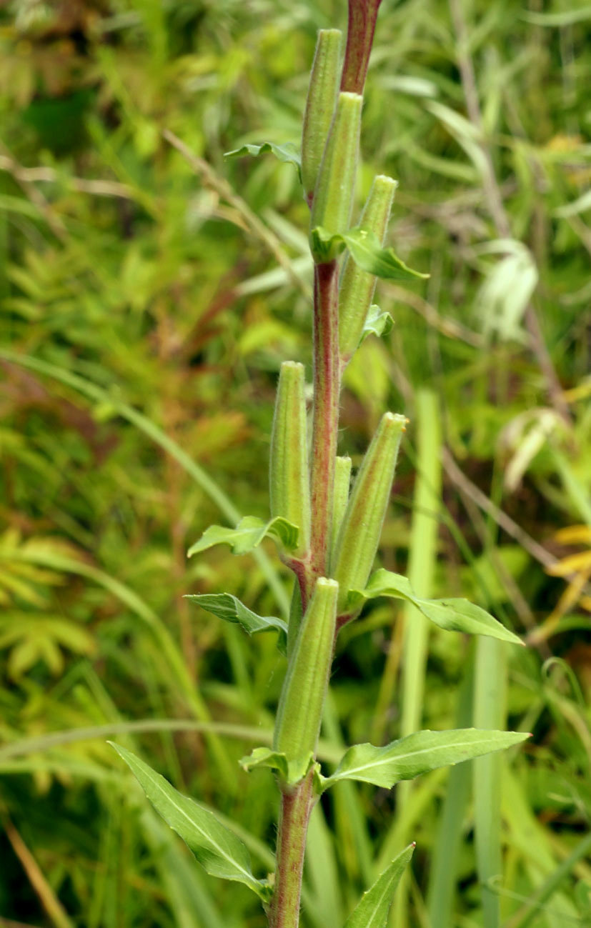 Изображение особи Oenothera depressa.