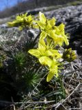 Draba cuspidata