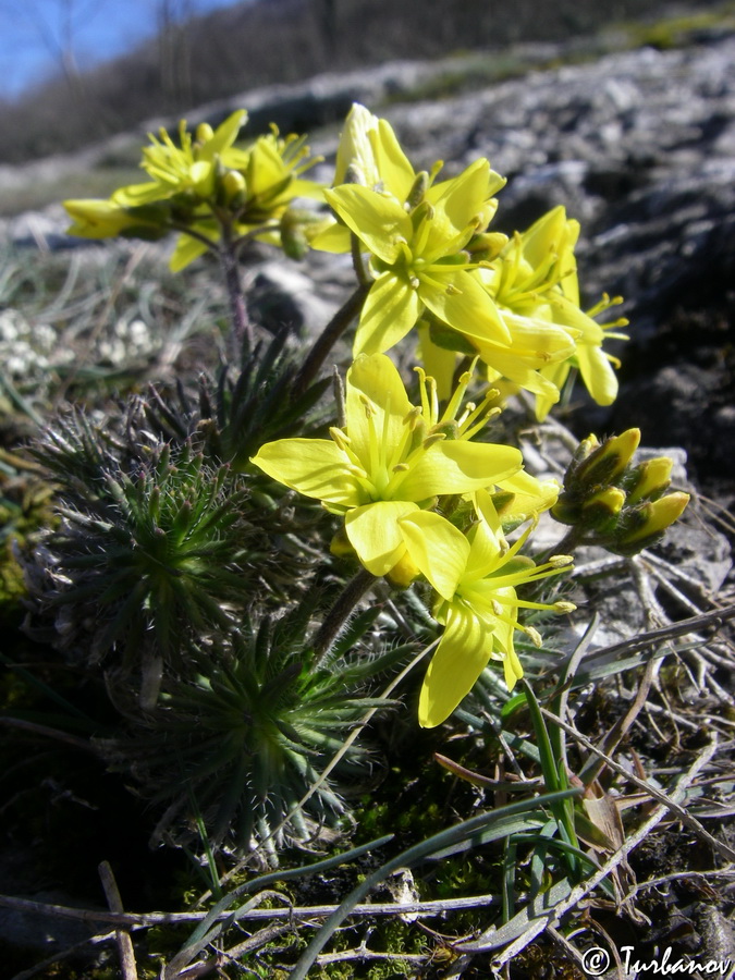 Image of Draba cuspidata specimen.