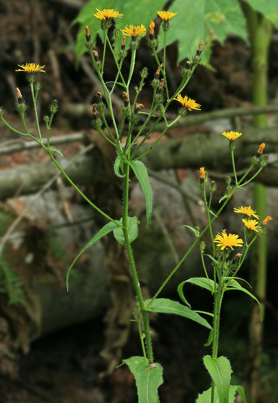 Image of Picris japonica specimen.