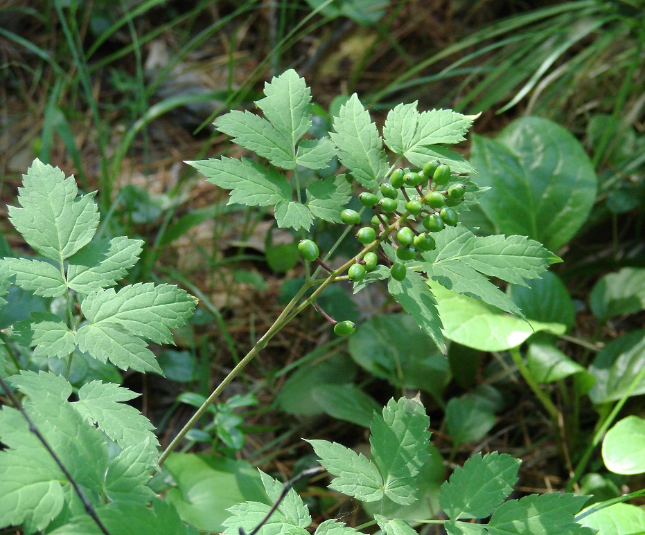 Изображение особи Actaea erythrocarpa.