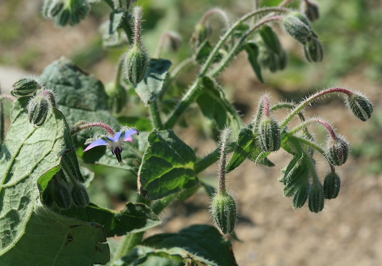 Изображение особи Borago officinalis.