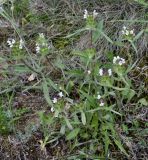 Prunella laciniata