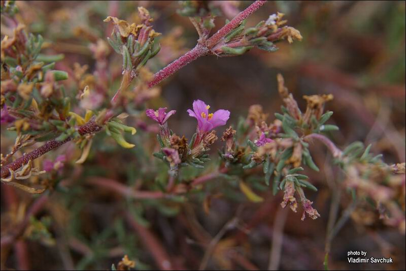 Image of Frankenia hirsuta specimen.