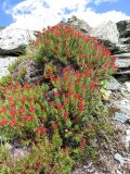 Rhodiola quadrifida