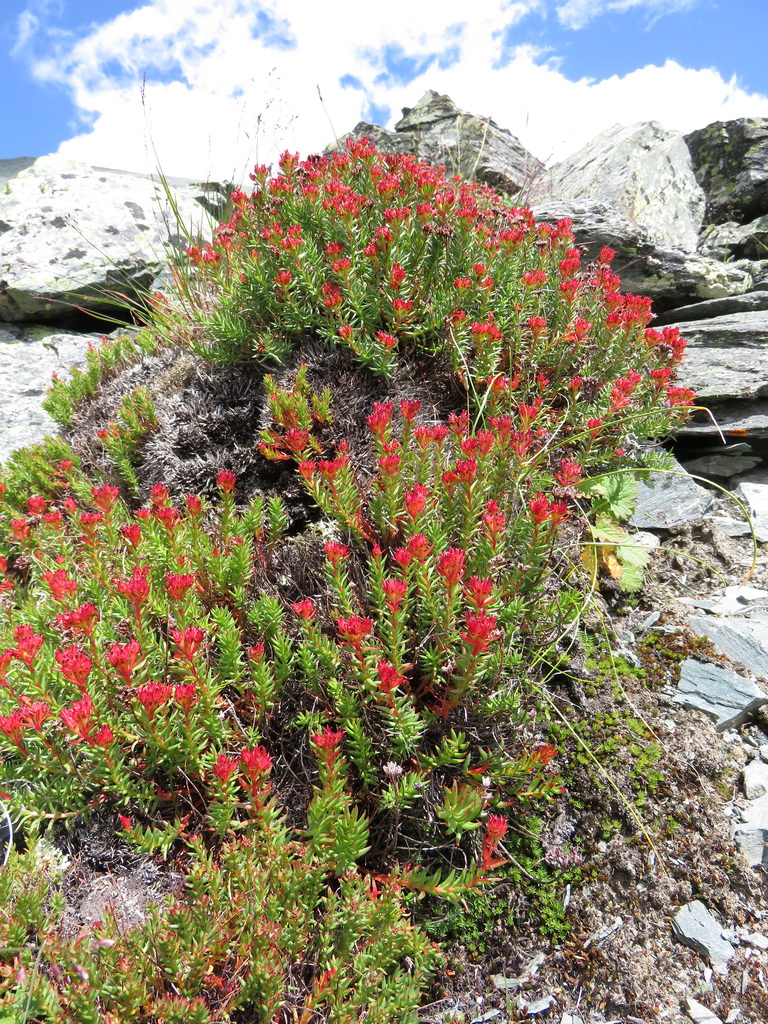 Image of Rhodiola quadrifida specimen.