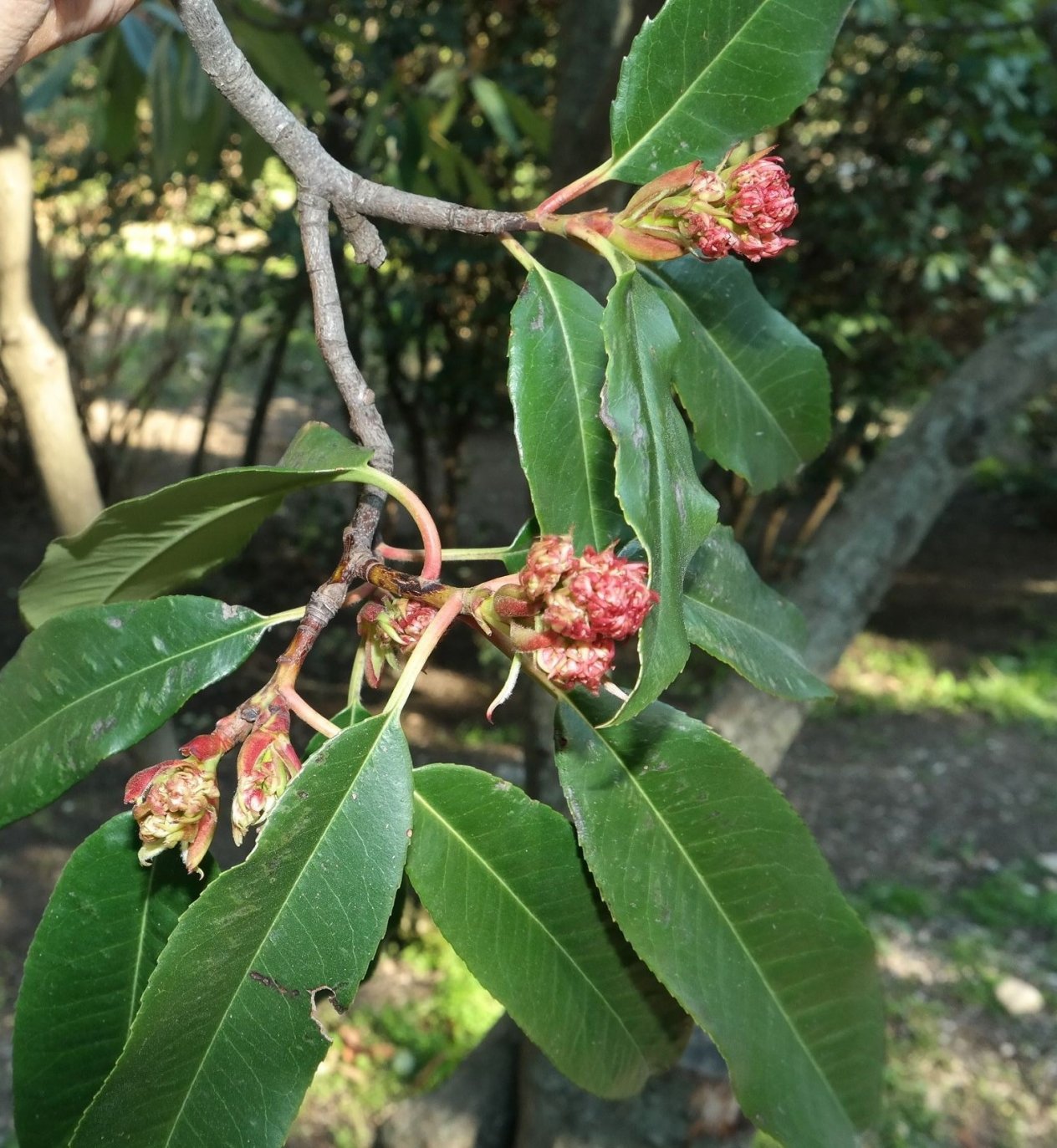 Image of Photinia serratifolia specimen.