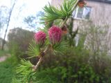 Larix sibirica