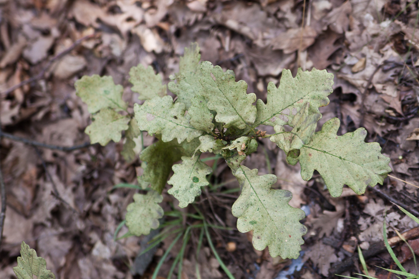 Image of Quercus robur specimen.