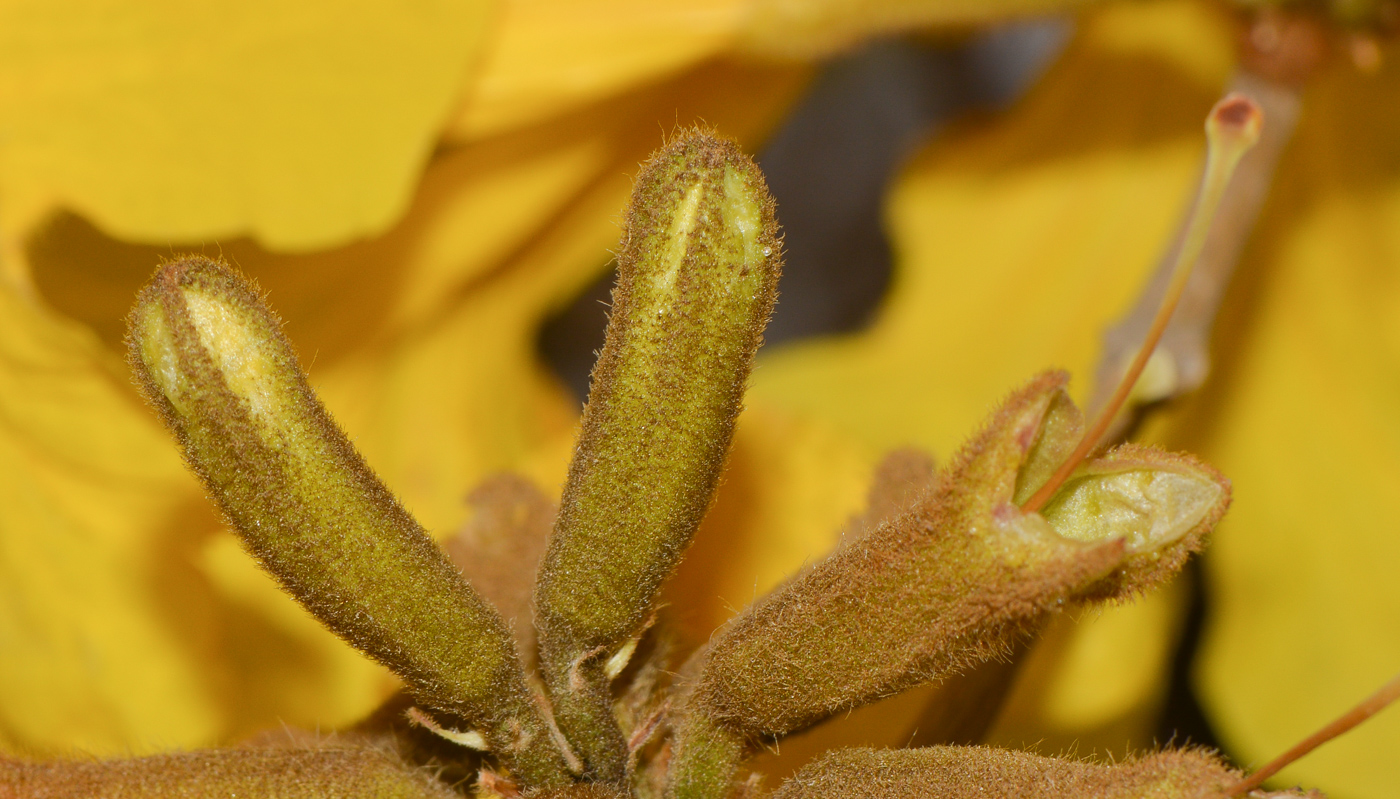 Image of Handroanthus chrysanthus specimen.