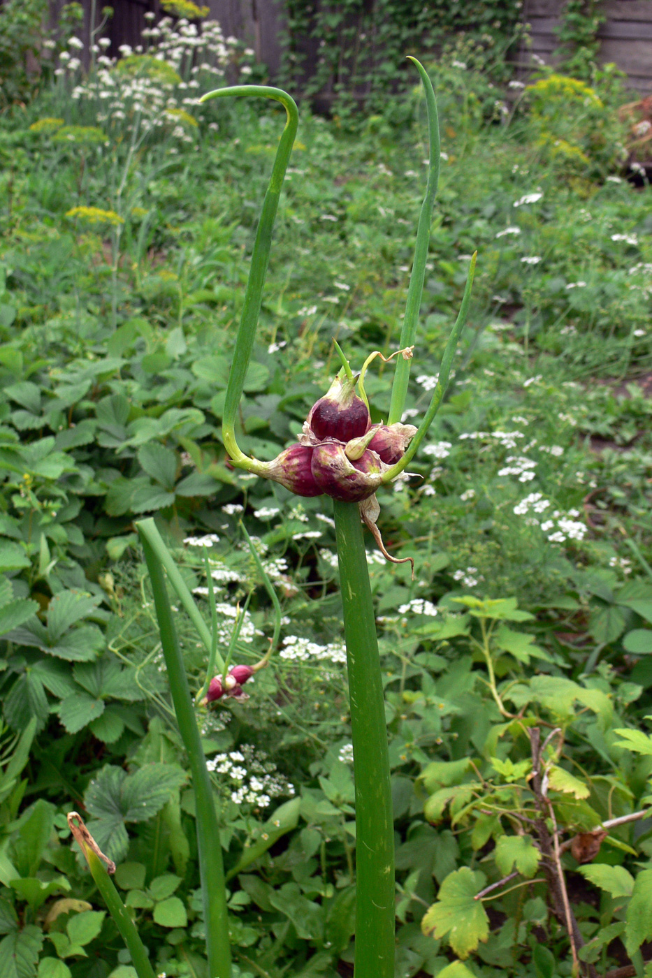 Image of Allium &times; proliferum specimen.