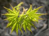 Acer mono. Молодые листья. Приморский край, Шкотовский р-н, окр. с. Анисимовка. 07.05.2009.