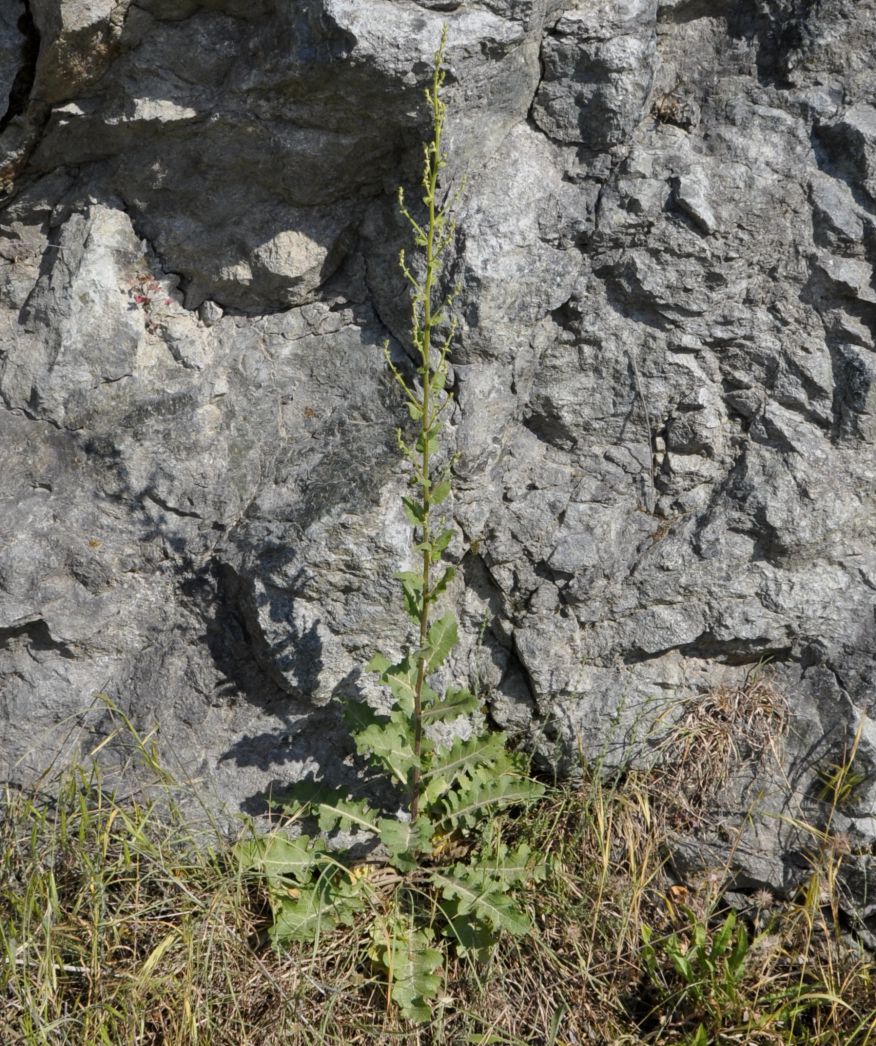 Изображение особи Verbascum banaticum.