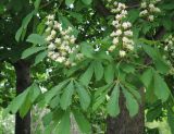 Aesculus hippocastanum. Верхушки ветвей с соцветиями. Грузия, г. Тбилиси, Центральный ботанический сад АН Грузии. 23.04.2017.