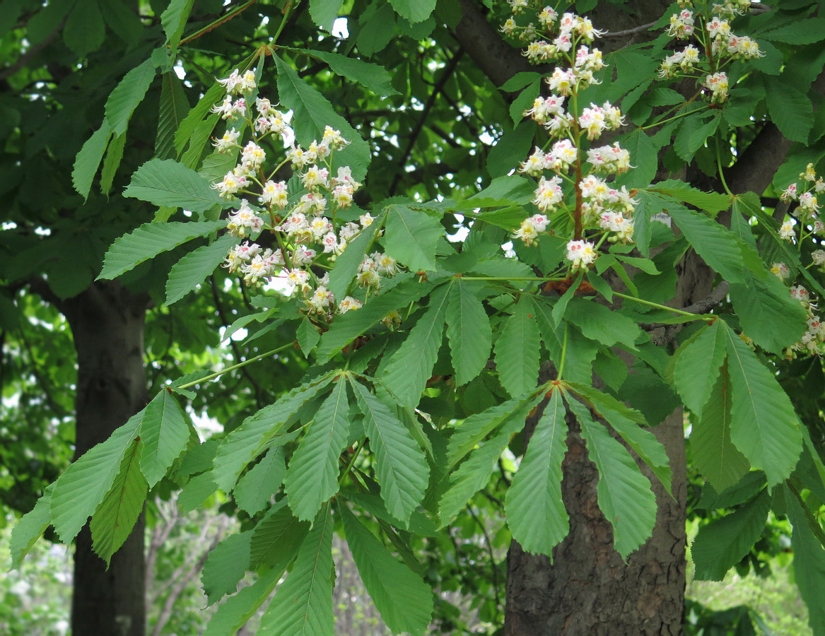 Изображение особи Aesculus hippocastanum.