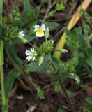 Cerastium holosteoides