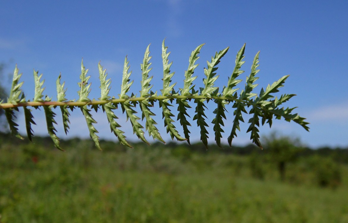 Image of Filipendula vulgaris specimen.