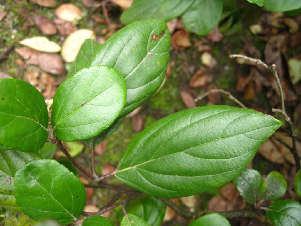 Image of Viburnum suspensum specimen.