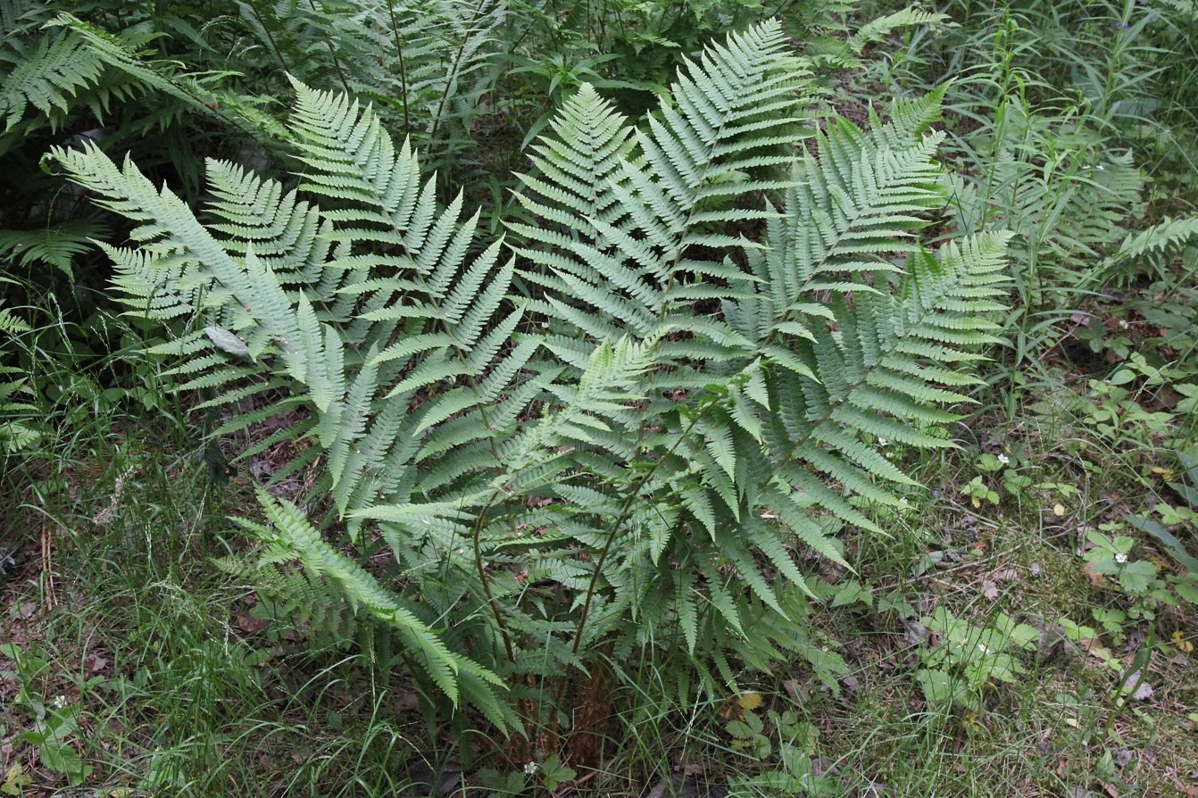 Image of Dryopteris filix-mas specimen.