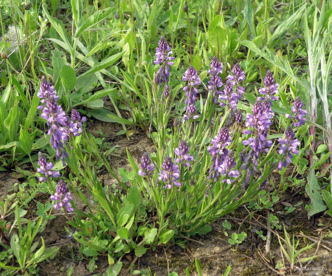 Image of Polygala comosa specimen.