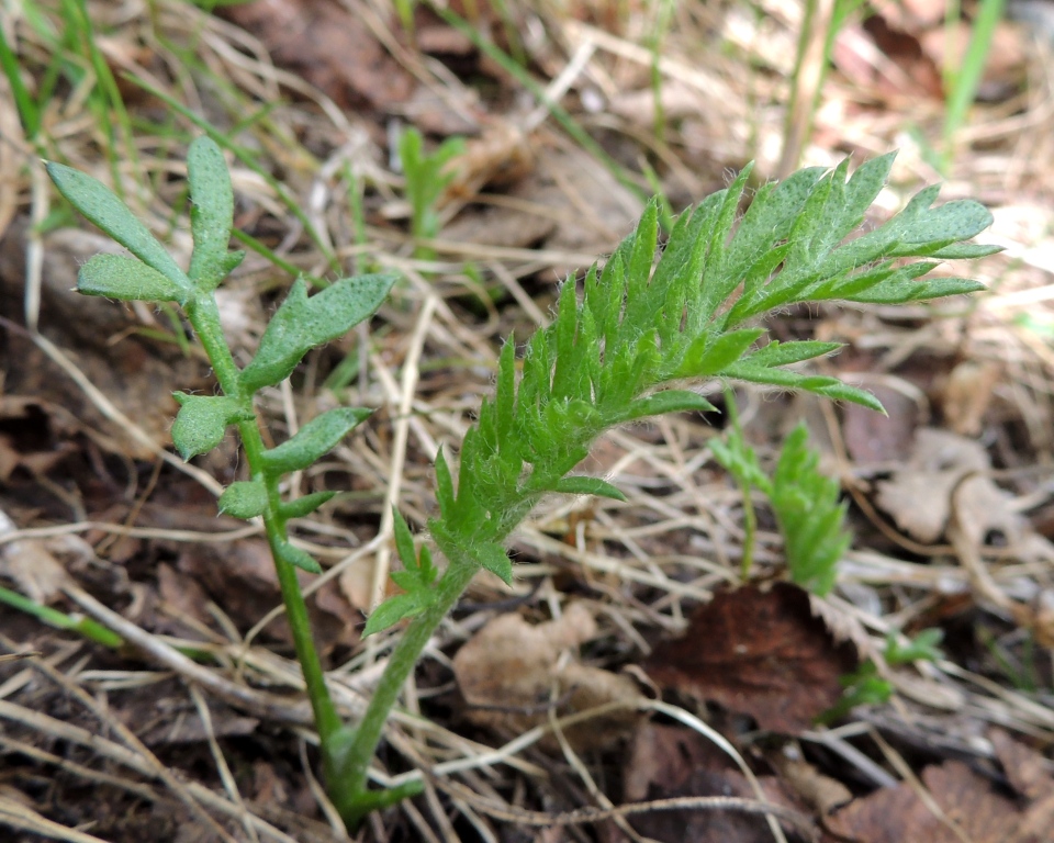 Image of Tanacetum bipinnatum specimen.