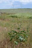 Crambe koktebelica