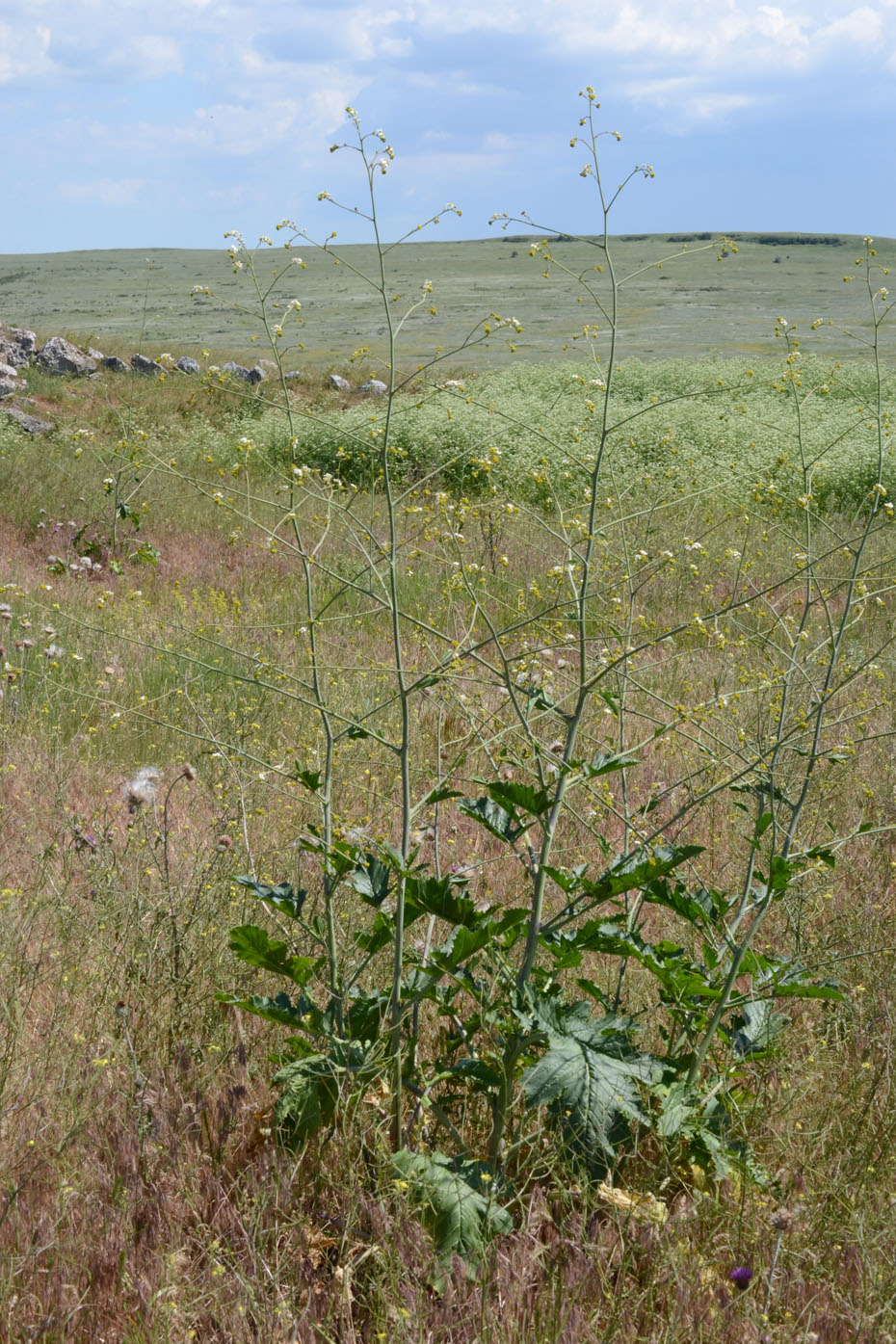 Изображение особи Crambe koktebelica.