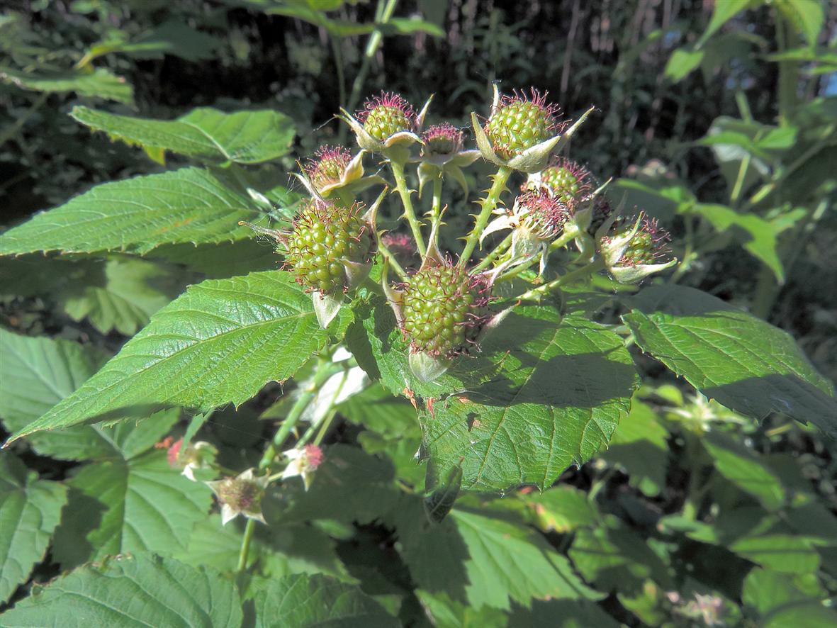 Image of Rubus occidentalis specimen.