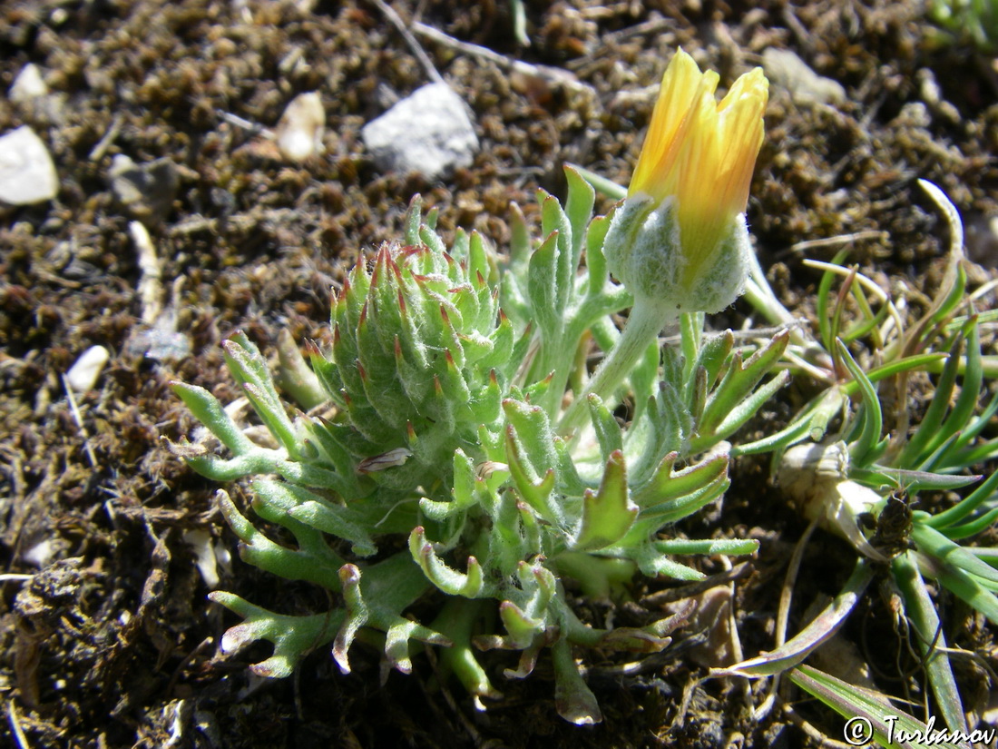 Изображение особи Ceratocephala falcata.