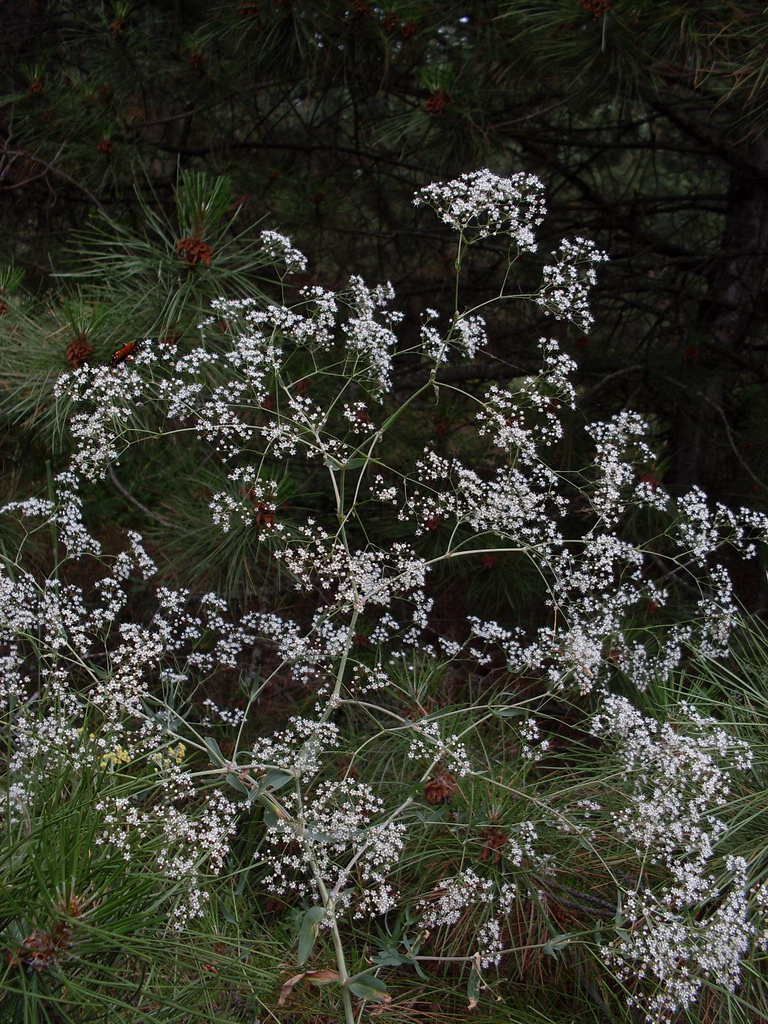 Image of Gypsophila paniculata specimen.