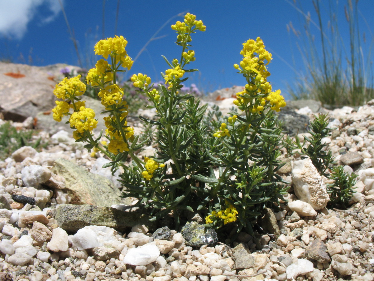 Изображение особи Galium densiflorum var. rosmarinifolium.