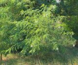 Robinia pseudoacacia. Поздно цветущее молодое дерево. Ростовская обл., Неклиновский р-н, Новобессергеневское с/п, балка Платонова, в лесопосадке. 24.07.2017.