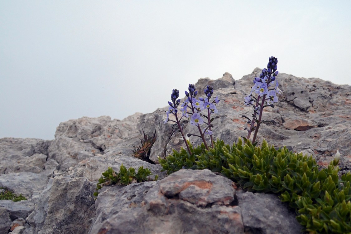 Image of Veronica gentianoides specimen.