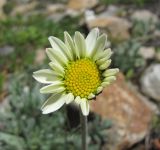Anthemis saportana. Соцветие. Кабардино-Балкария, Эльбрусский р-н, долина р. Ирикчат, ок. 3000 м н.у.м., каменистый луг. 28.07.2017.