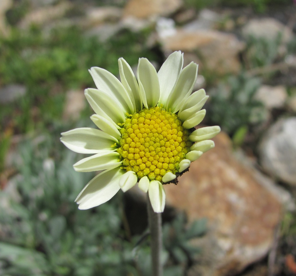 Image of Anthemis saportana specimen.