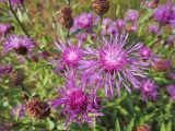 Centaurea jacea