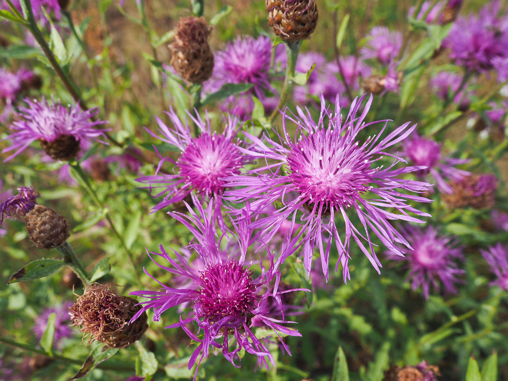 Изображение особи Centaurea jacea.