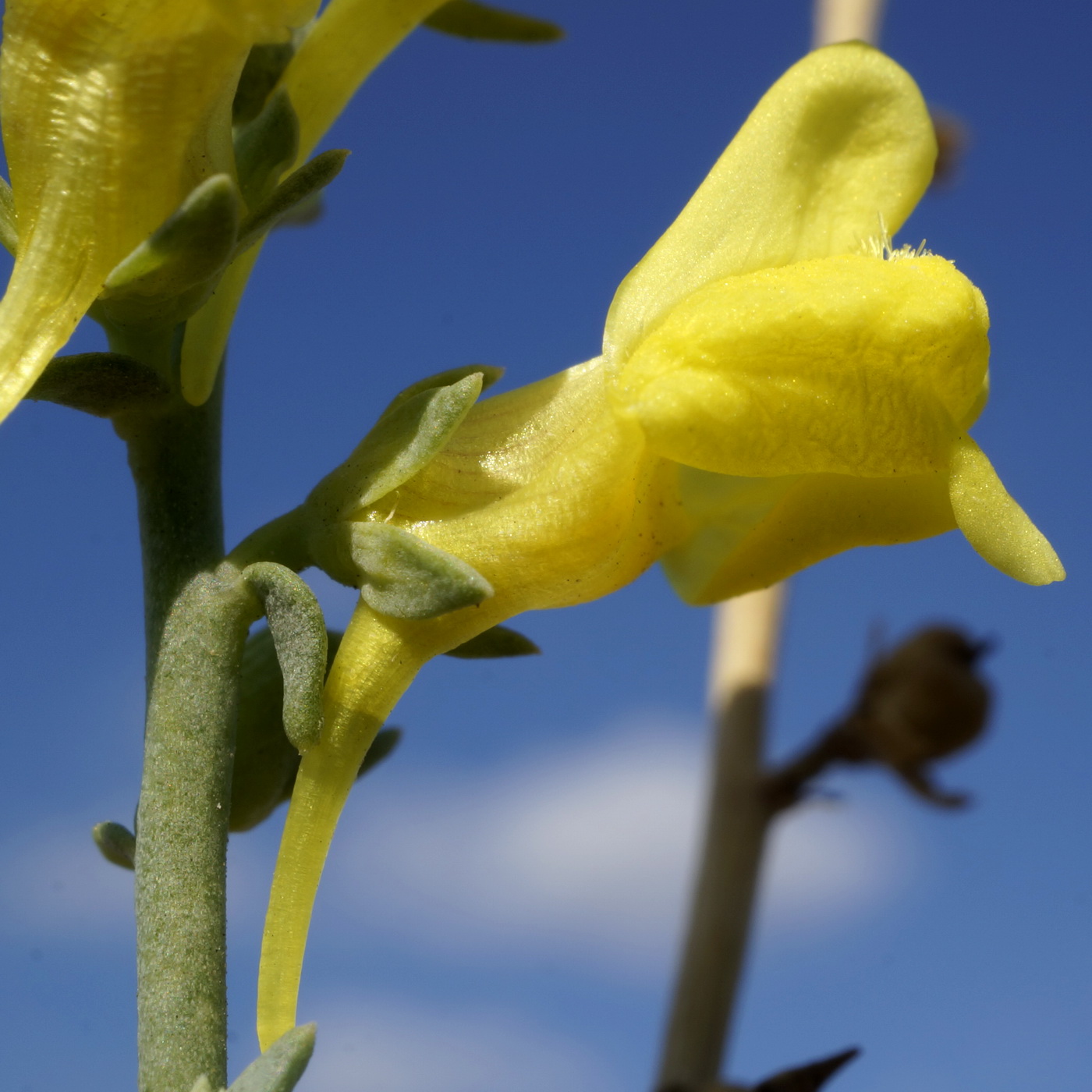 Изображение особи Linaria sabulosa.