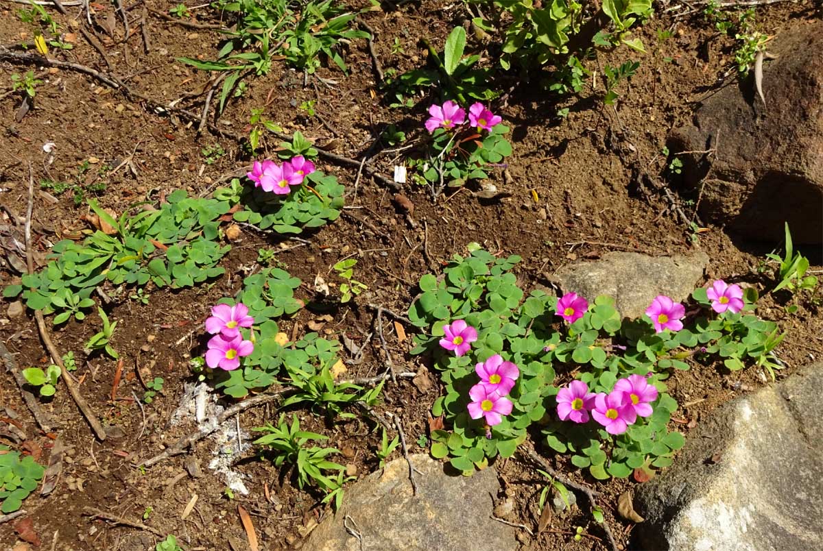 Image of Oxalis purpurea specimen.