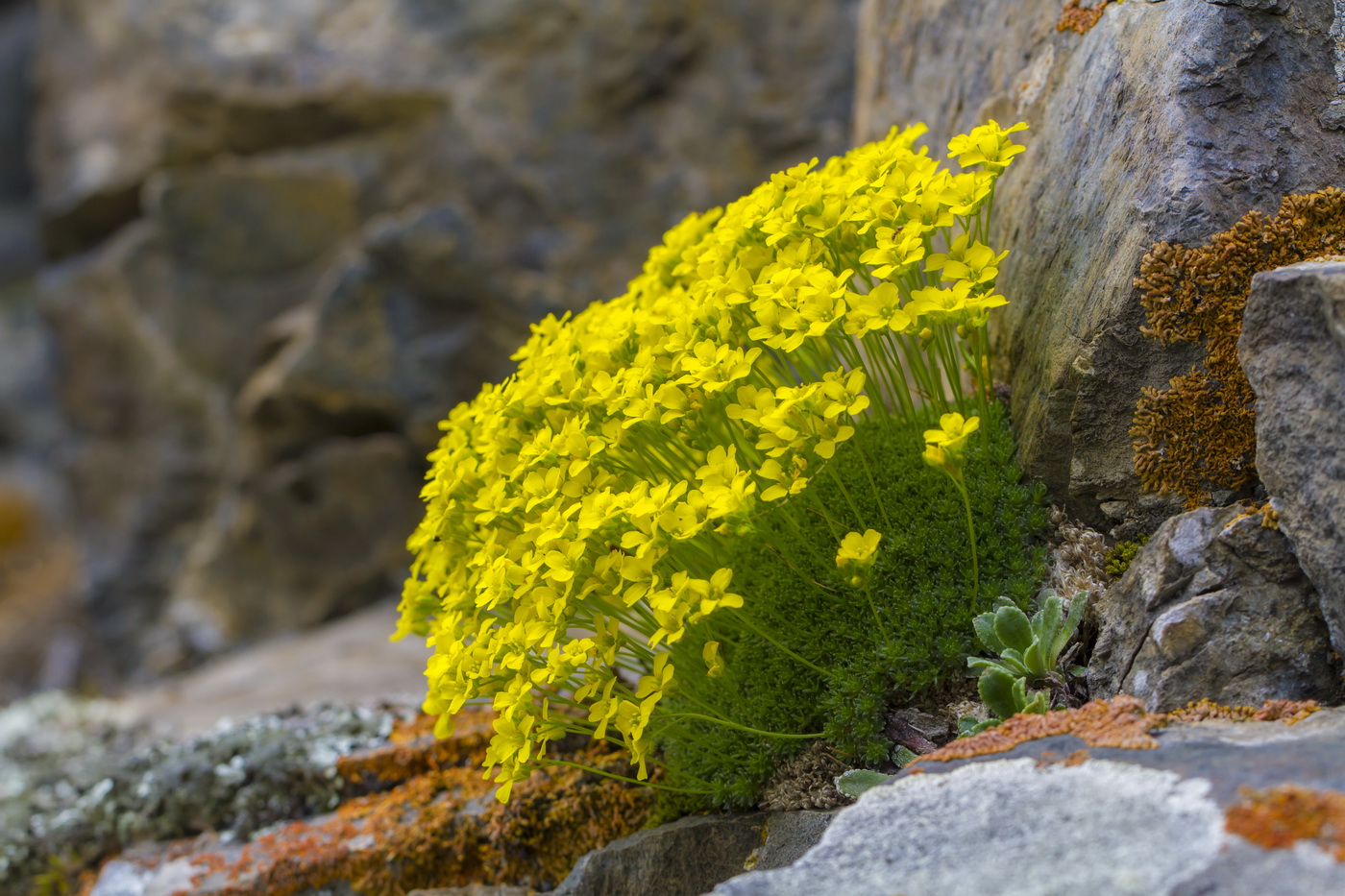 Image of Draba bruniifolia specimen.