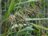 Phragmites australis. Верхушка побега с соцветием. Украина, Ивано-Франковская обл., Долинский р-н, Старомизунский сельсовет, окр. с. Новый Мизунь, болото \"Ширковець\". 25.09.2017.