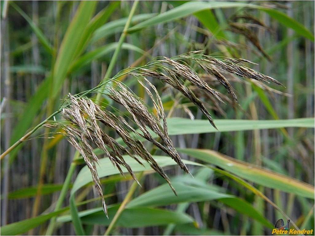 Изображение особи Phragmites australis.