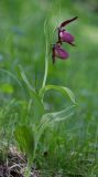 Cypripedium &times; ventricosum