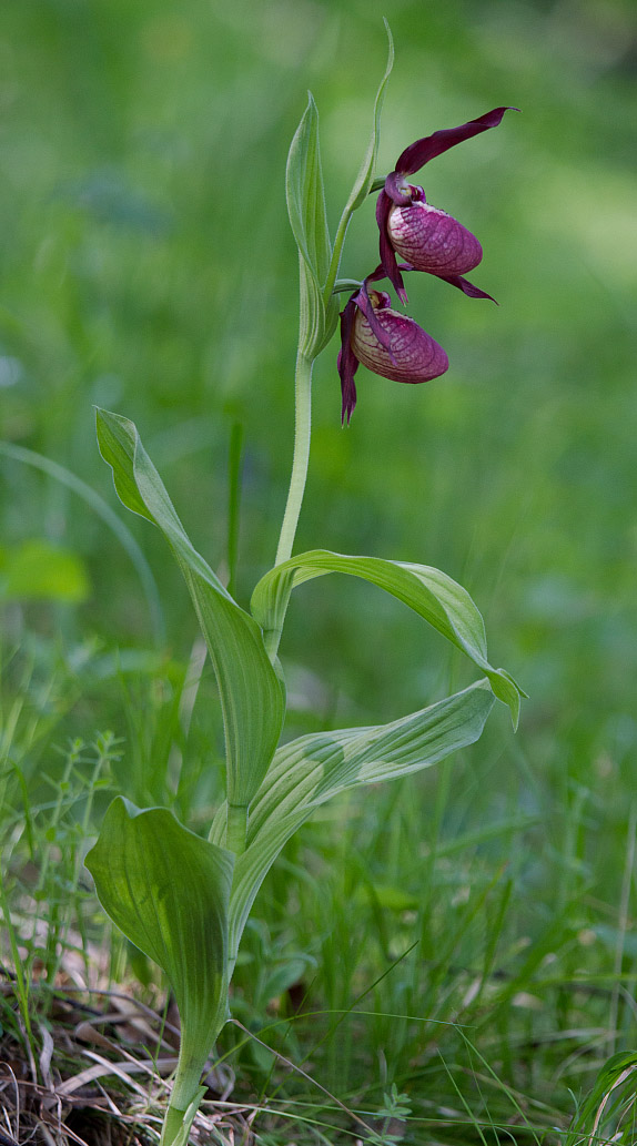 Image of Cypripedium &times; ventricosum specimen.