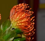 Leucospermum cordifolium