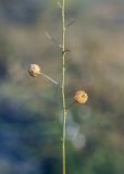 genus Linum. Часть побега с плодами. Крым, Сакский р-н, окр. пос. Прибрежное, закустаренное степное прибрежье между морем и Симферопольским шоссе, пустырь. 10.08.2017.