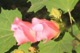 Hibiscus mutabilis