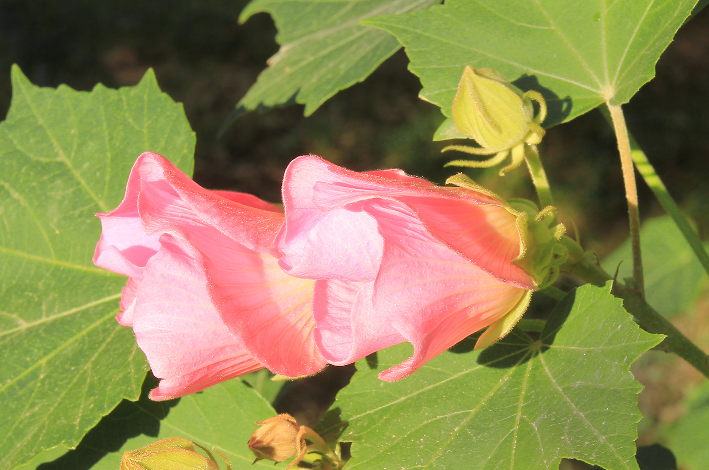 Image of Hibiscus mutabilis specimen.